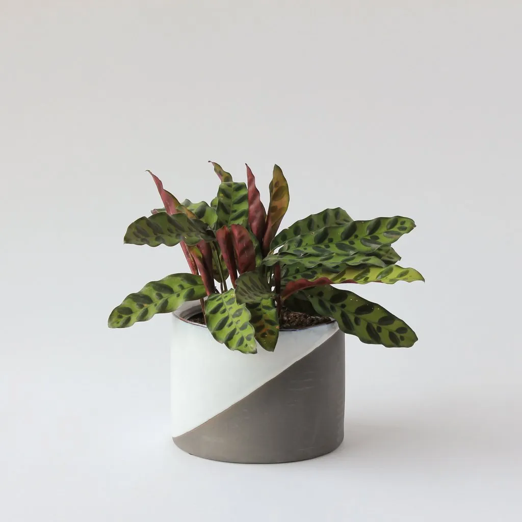 Deuces Pot (Medium)
